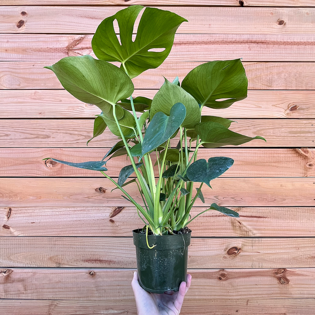 Monstera-Deliciosa -6 inch