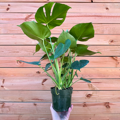 Monstera-Deliciosa -6 inch