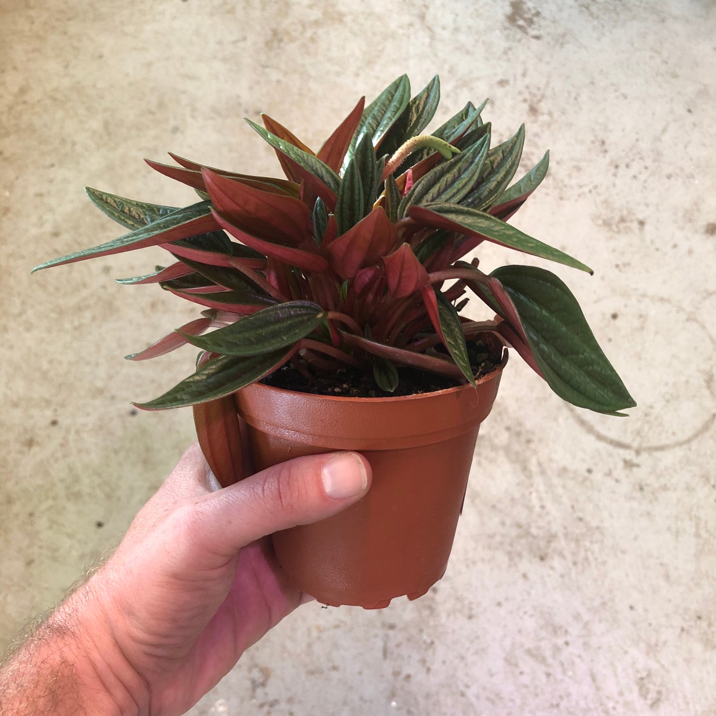 Peperomia - Eden Rosso-4 inch