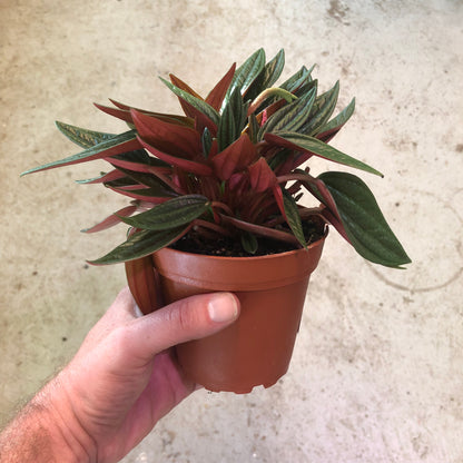 Peperomia - Eden Rosso-4 inch