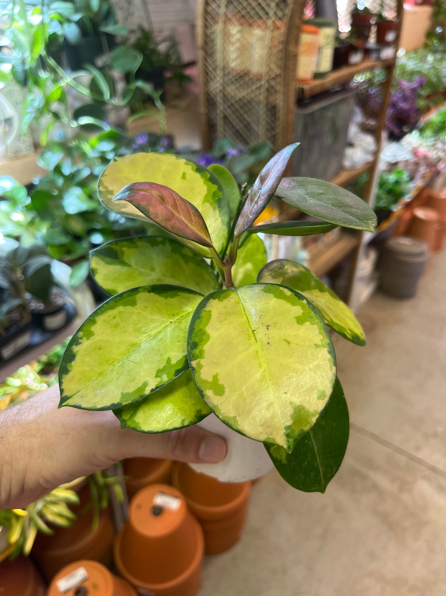 Hoya- Australis Lisa 4 inch