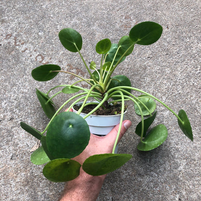 Pilea-Peperomioides- 4 inch