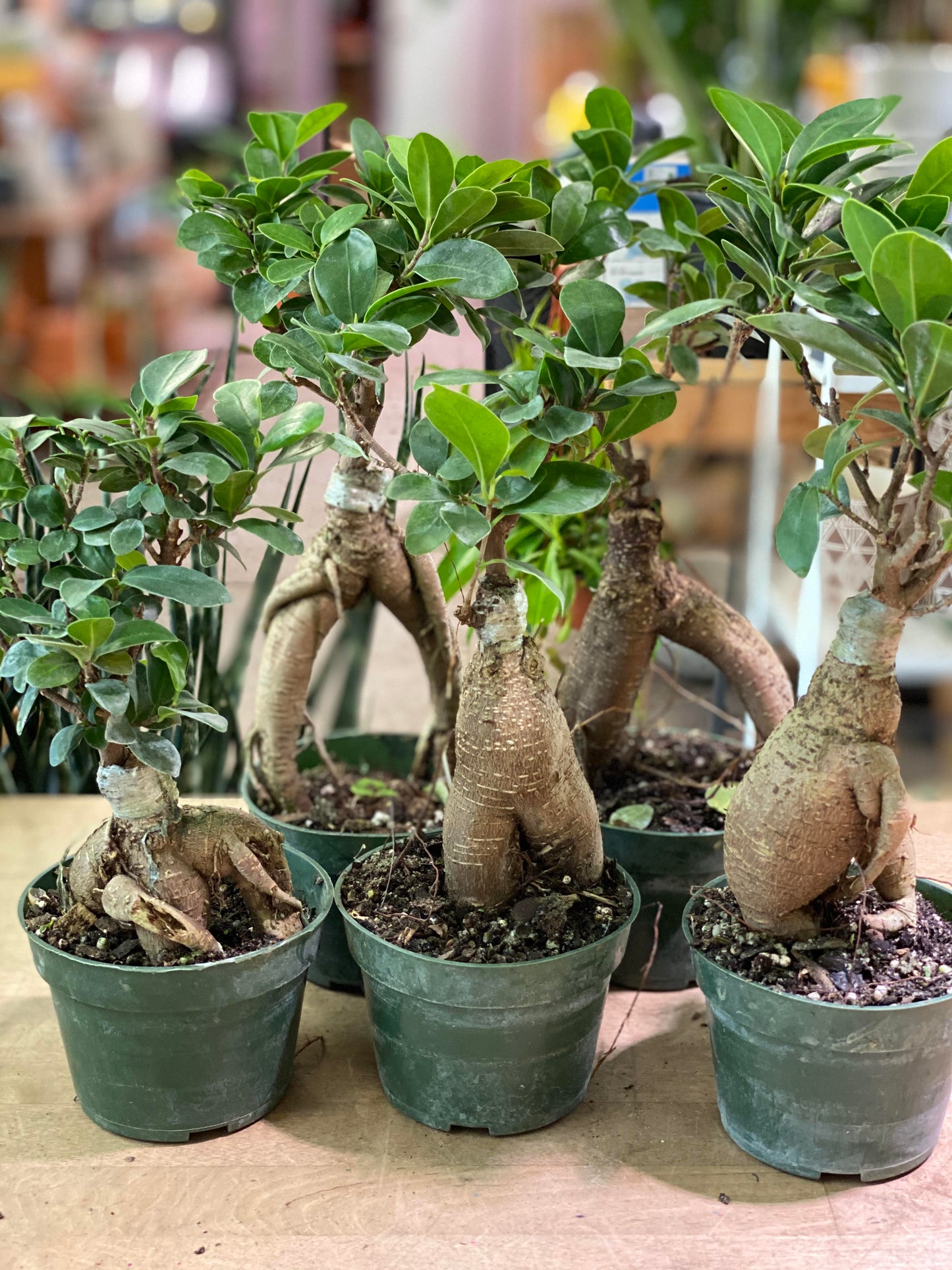 Ficus-Ginseng Bonsai-4 inch