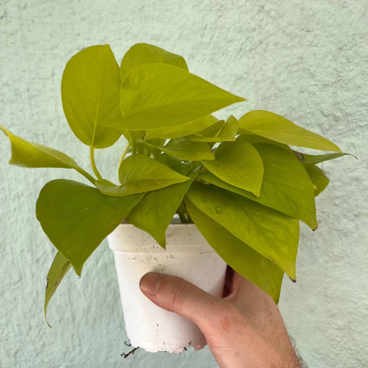 Pothos-Neon-4 inch