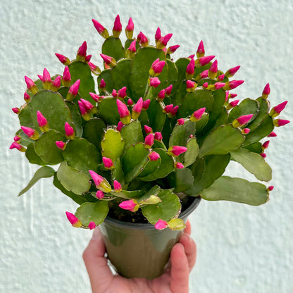Cactus-Holiday-4 inch