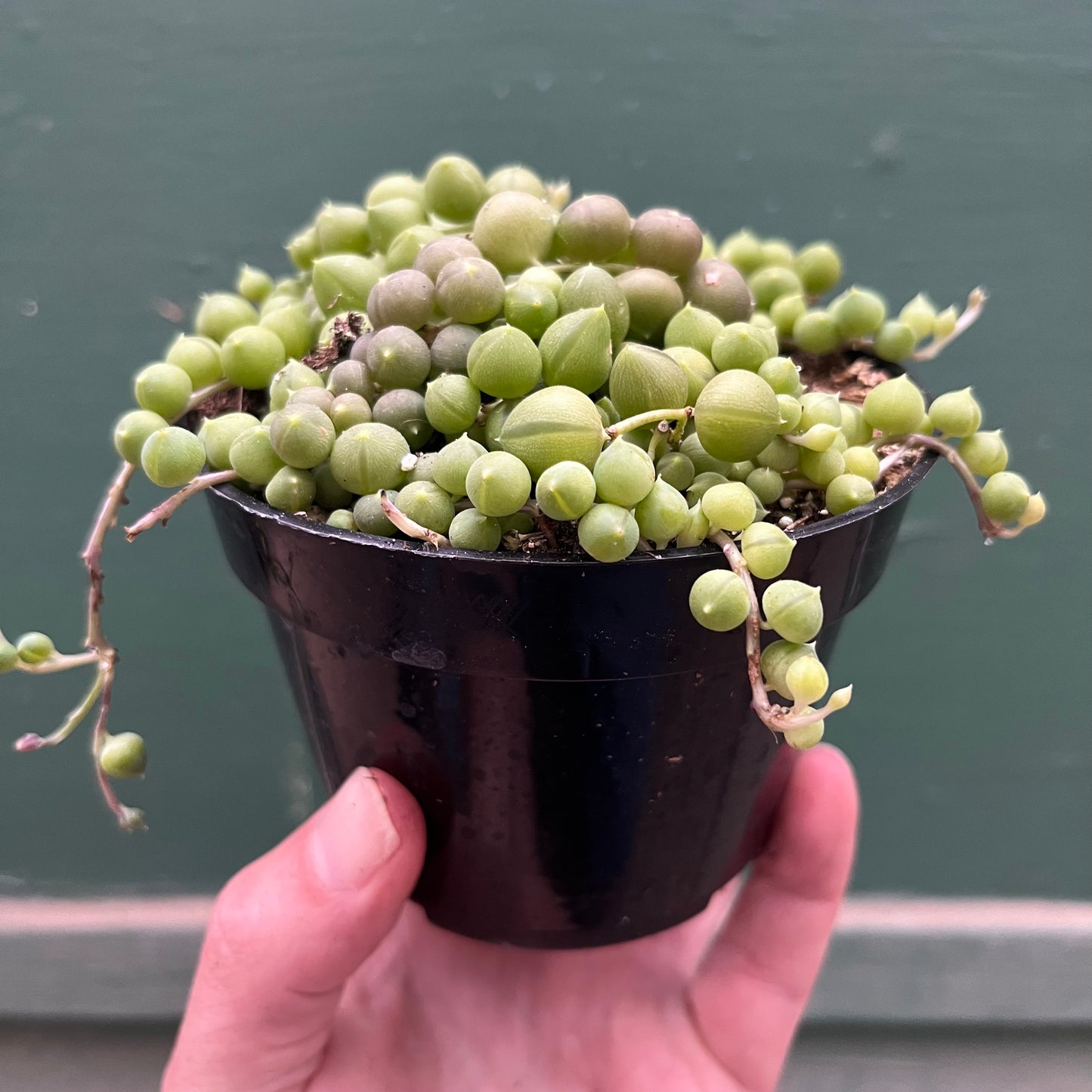 Senecio-Rowleyanus (String of Pearls)- 4 inch