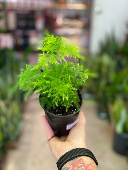 Fern-plumosa (Asparagus Fern)- 4 inch