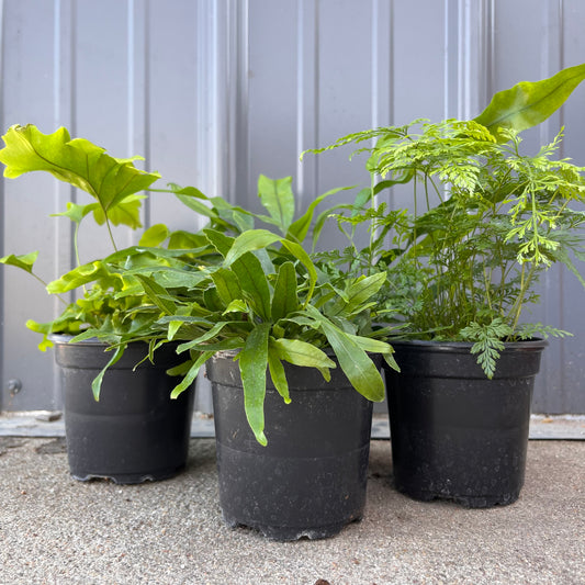 Fern-Assorted 4 inch