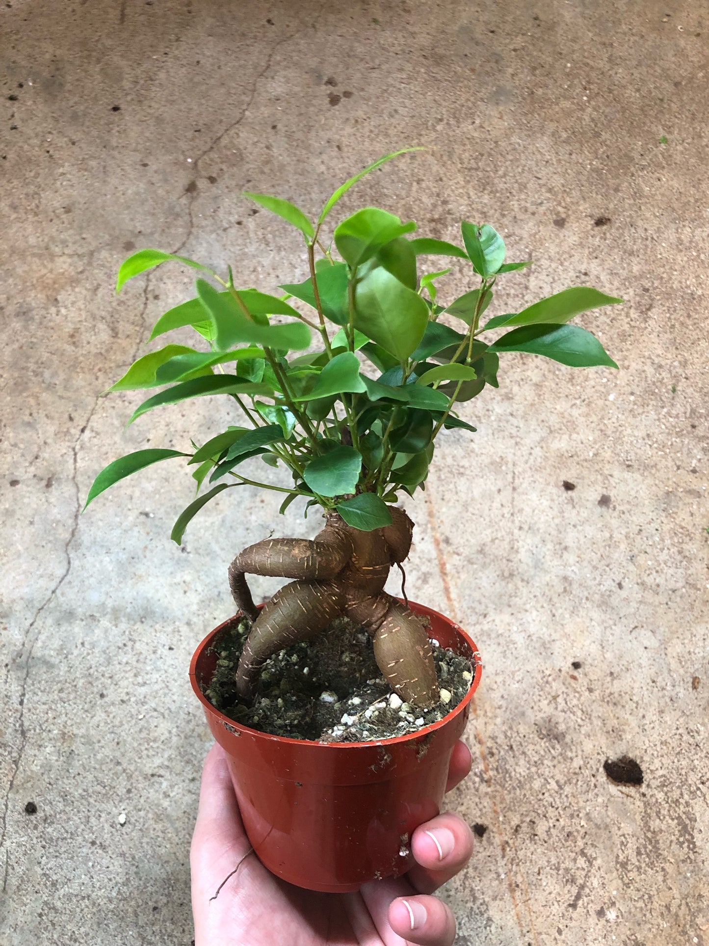 Ficus-Ginseng Bonsai-4 inch