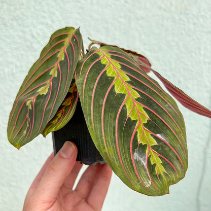 Maranta - Red 3"