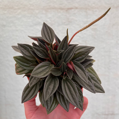 Peperomia - Eden Rosso-4 inch