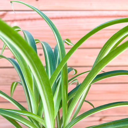 Spider-Bonnie 4 inch