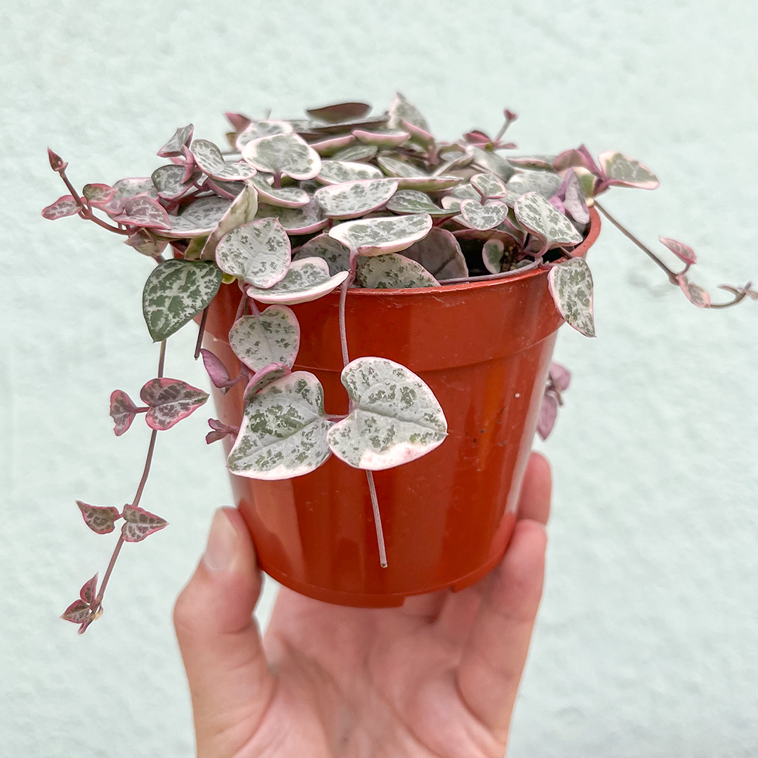 String of Hearts- Variegated 4 inch