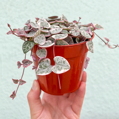 String of Hearts- Variegated 4 inch