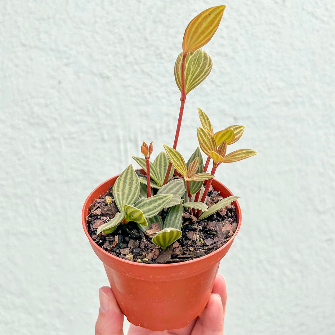 Peperomia Puteolata Parallel 4 inch