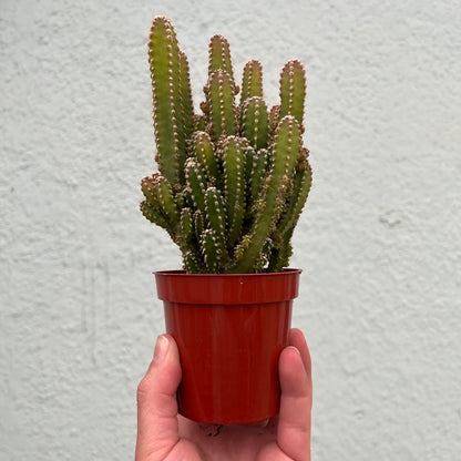 Cactus - Fairy Castle-4 inch