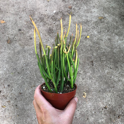 Pencil Cactus-Fire Sticks 4 inch