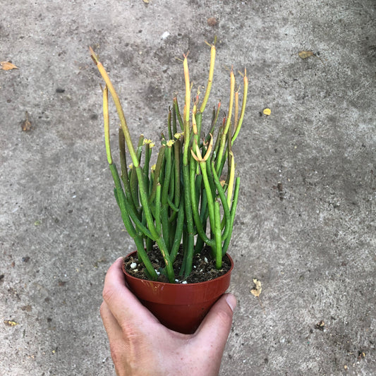 Pencil Cactus-Fire Sticks 4 inch