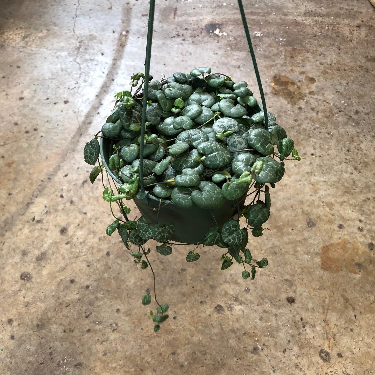 String of Hearts 6" hanging basket