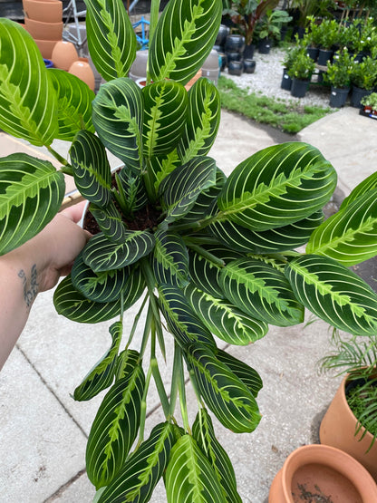 Maranta-Lemon Lime-6 inch