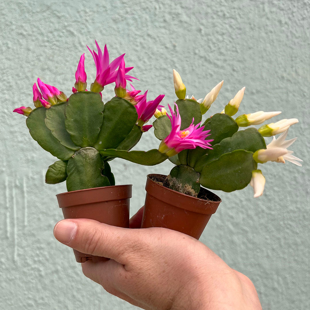 Cactus-Holiday-2 inch