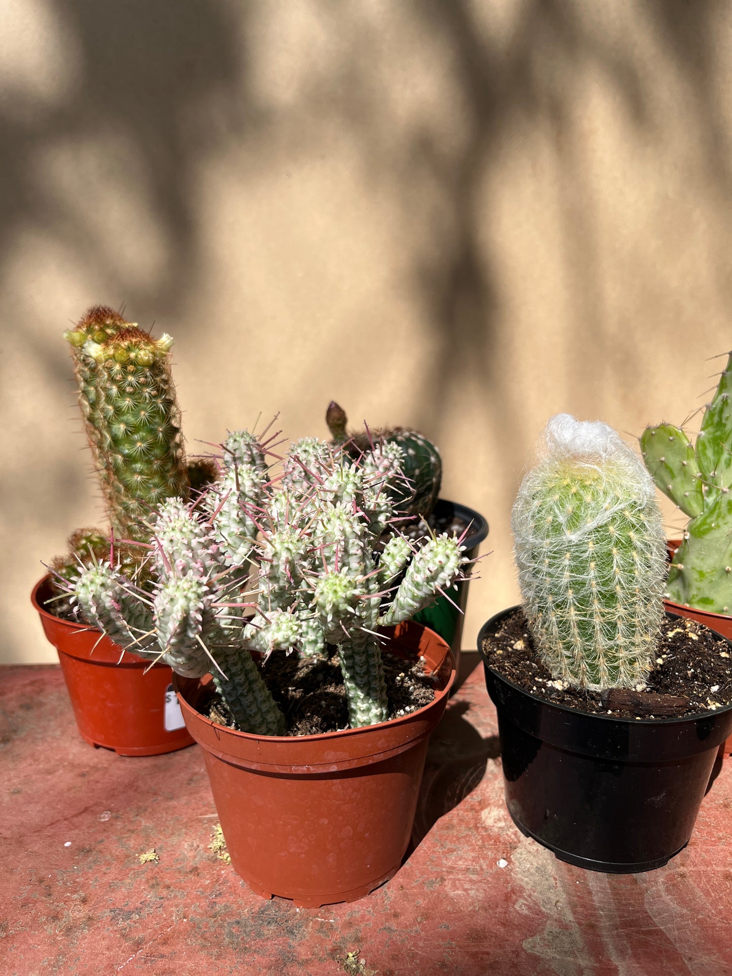 Cactus-Assorted-4 inch