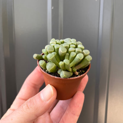 Mimicry-Baby Toes (Fenestraria rhopalophylla)-2 inch