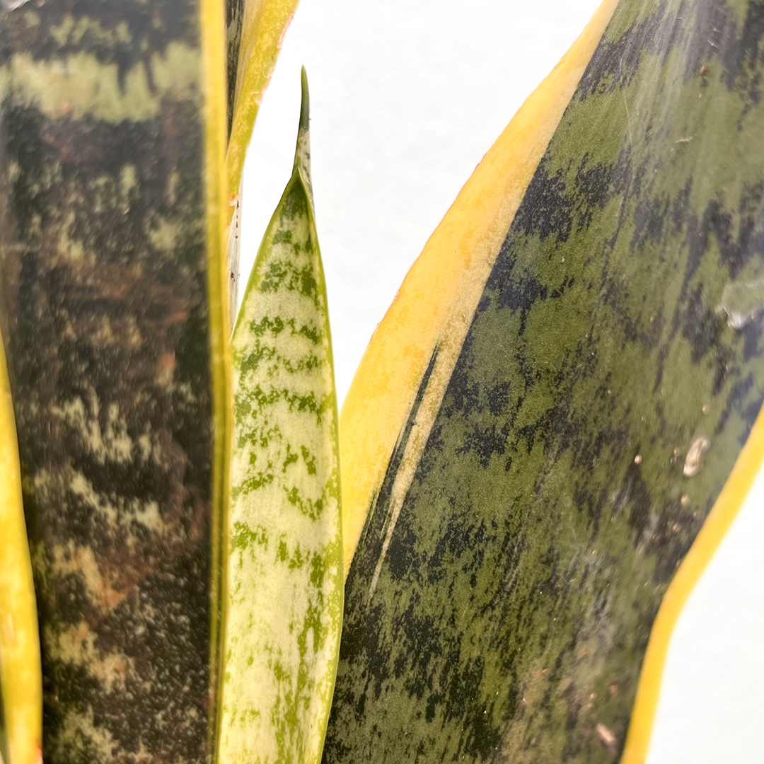 Sansevieria-Laurentii 6"