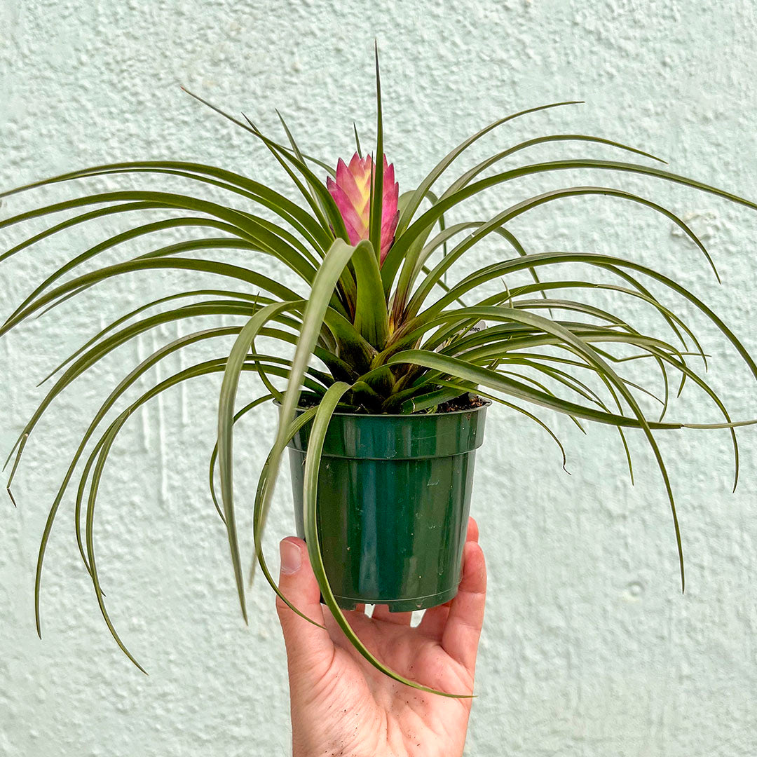 Bromeliad-Tillandsia Pink Cyanea (Pink Quill) 4 inch