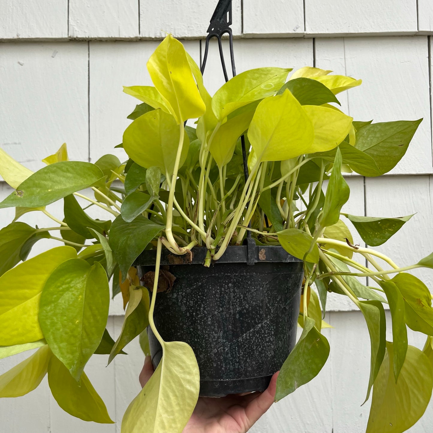 Pothos-Neon 8 inch HB