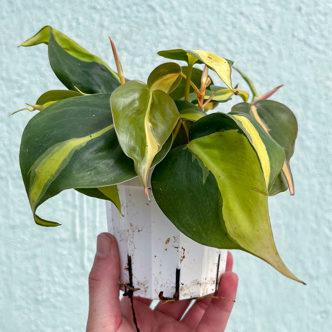 Philodendron-Brasil-4 inch