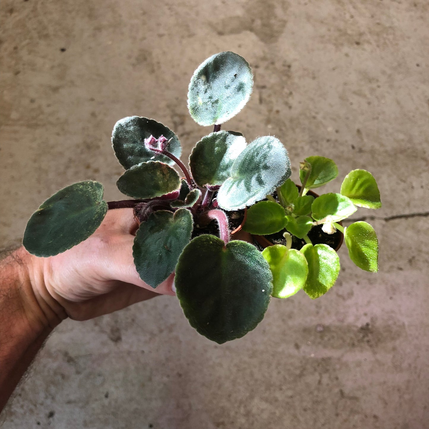 African Violet-Mini -2 inch
