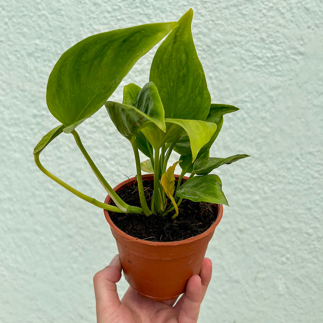Pothos - Golden Shangri La 4 inch