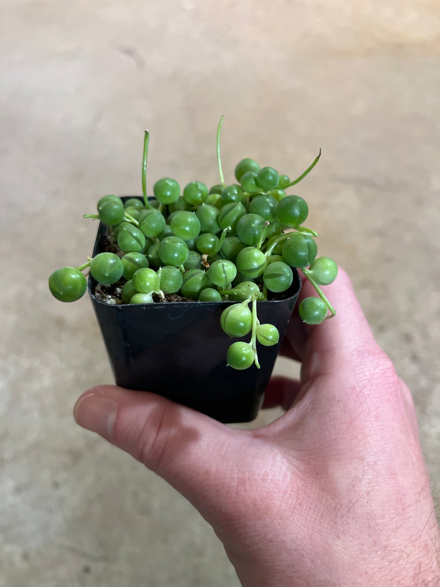 Senecio-Rowleyanus (String of Pearls)-2 inch