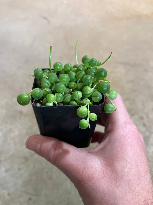 Senecio-Rowleyanus (String of Pearls)-2 inch