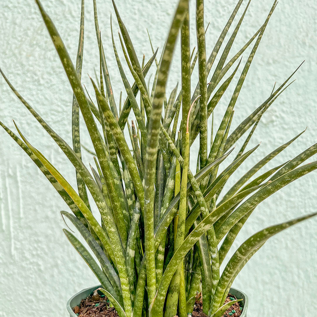 Sansevieria-Fernwood 6 inch