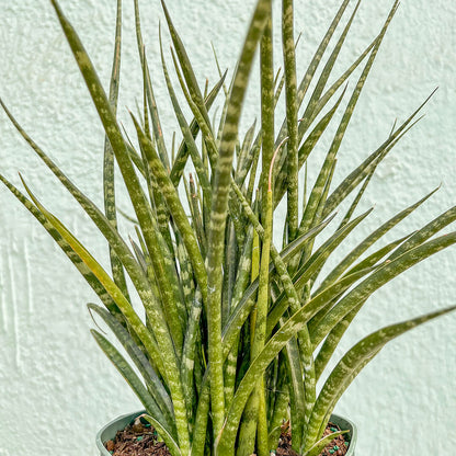 Sansevieria-Fernwood 6 inch