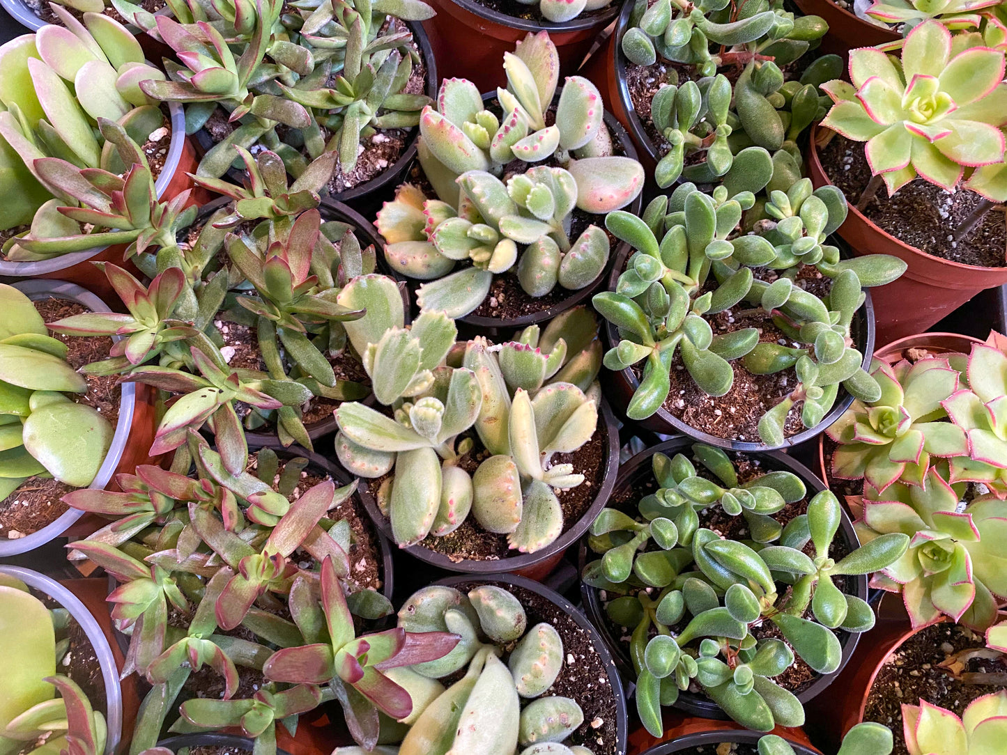 Succulents-Assorted- 4 inch