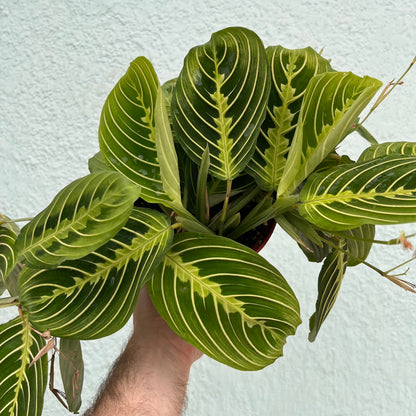 Maranta-Lemon Lime-6 inch