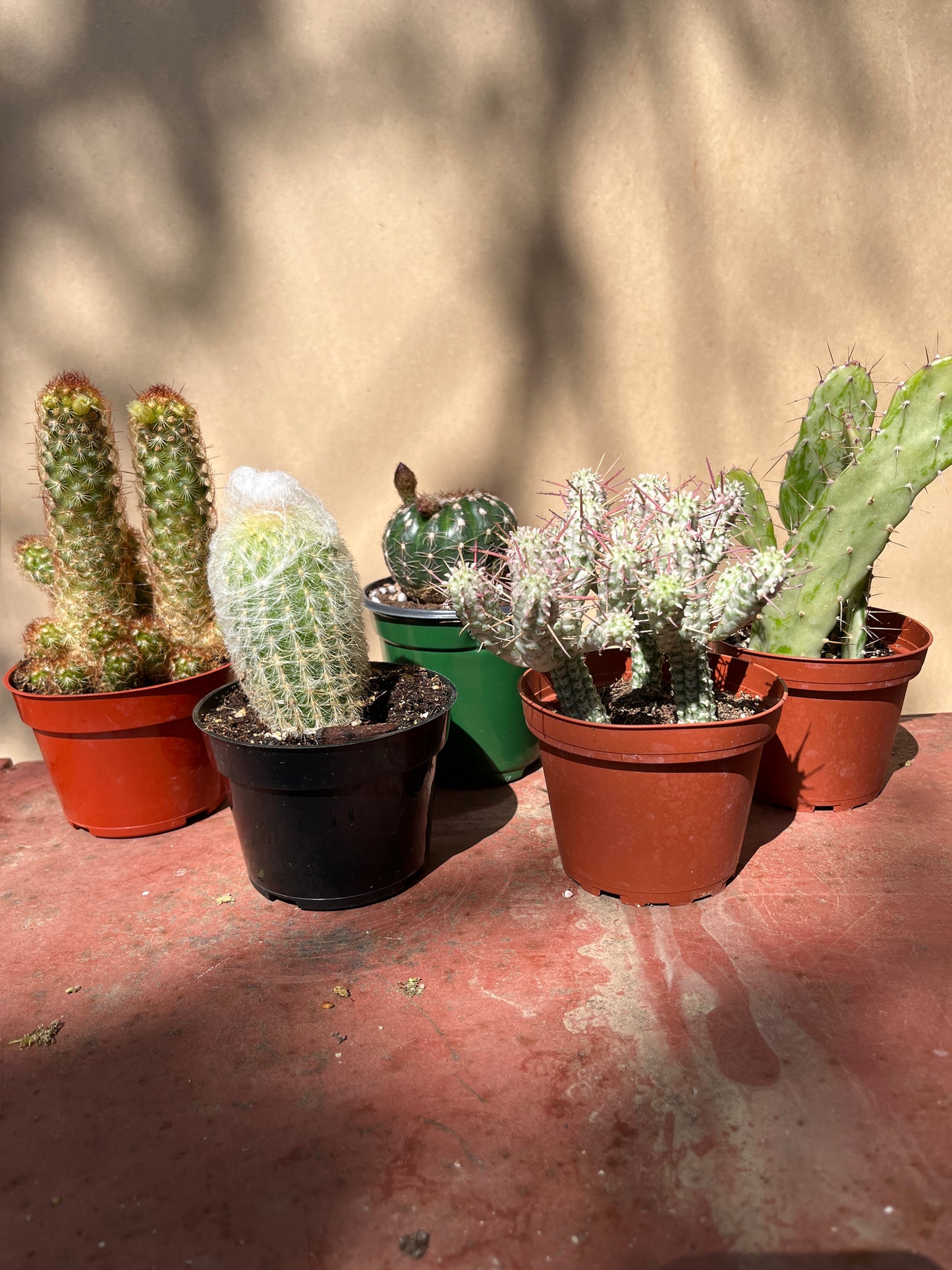 Cactus-Assorted-4 inch