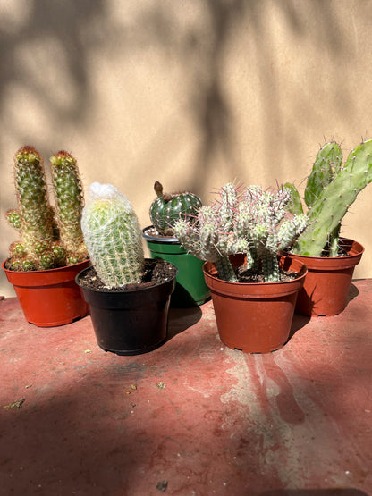 Cactus-Assorted-4 inch