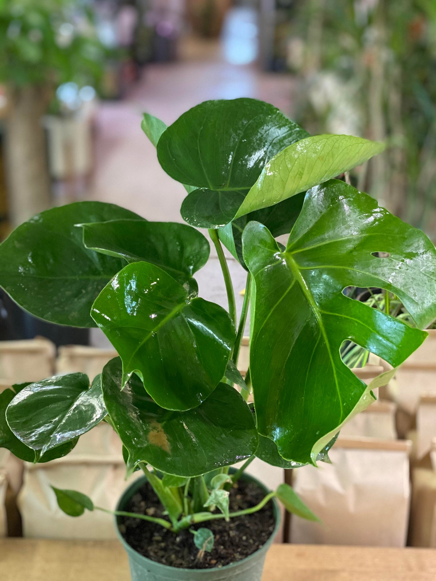 Monstera-Deliciosa -6 inch