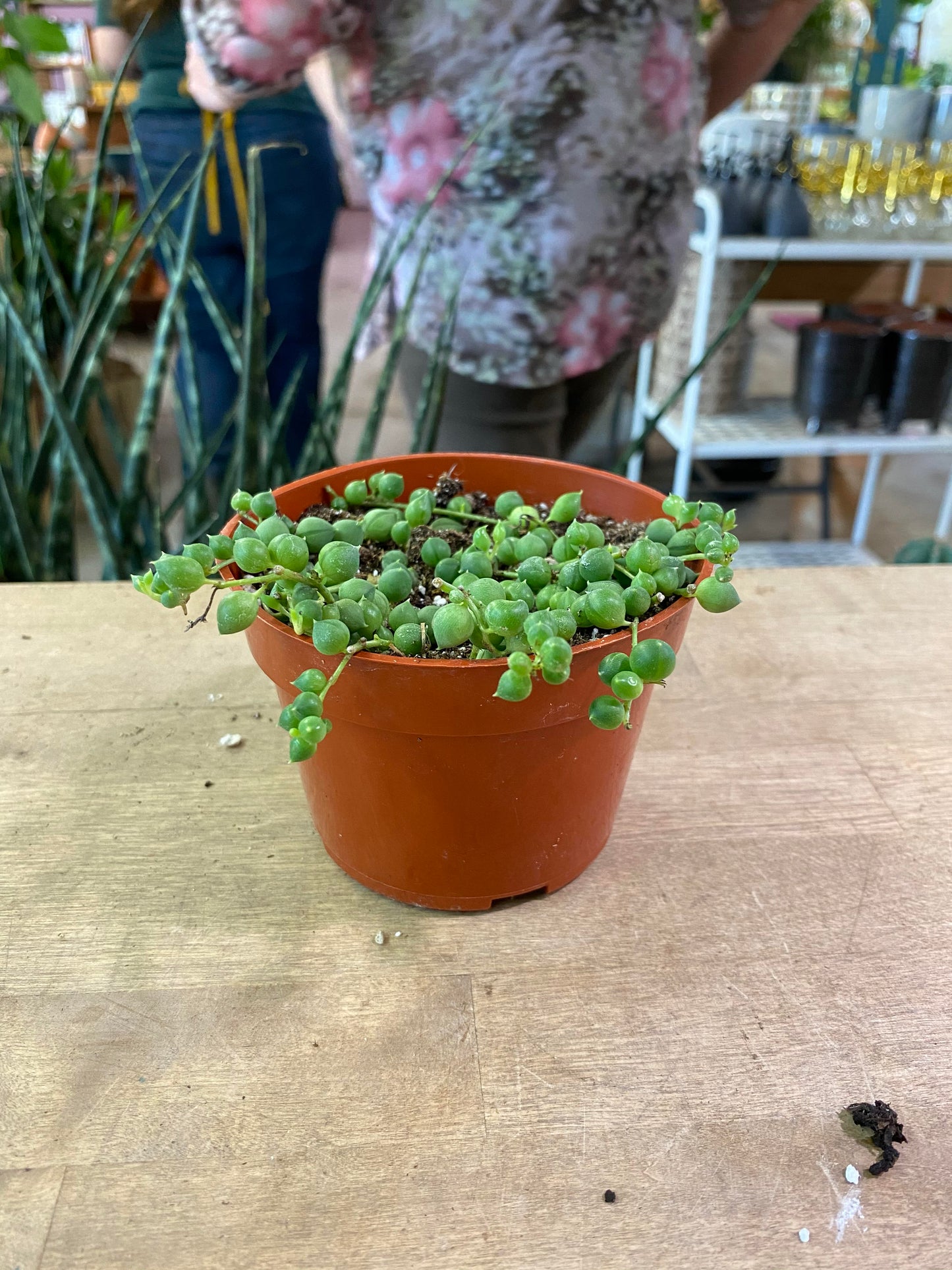 Senecio-Rowleyanus (String of Pearls)- 4 inch