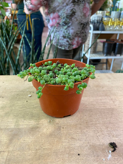 Senecio-Rowleyanus (String of Pearls)- 4 inch
