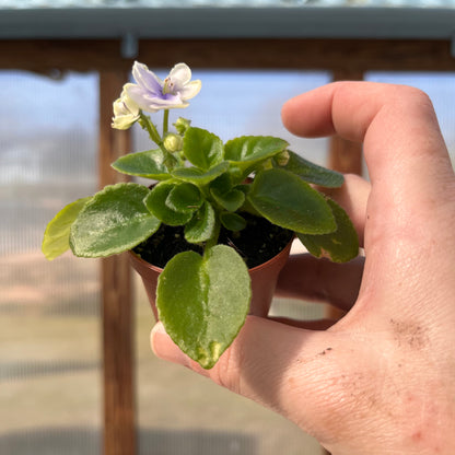 African Violet-Mini -2 inch