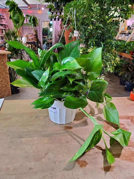 Pothos - Golden HB - 6 inch