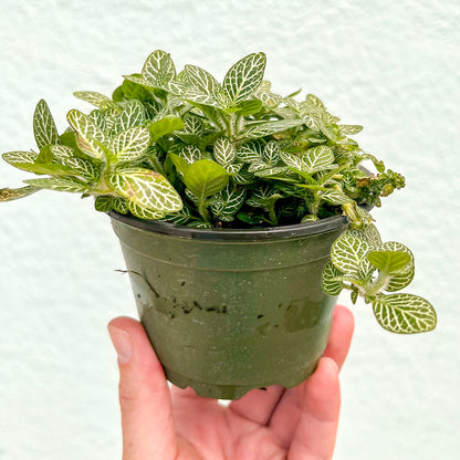 Fittonia-White-4 inch