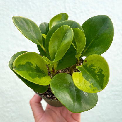 Peperomia-Obtusifolia Lemon Lime- 4 inch