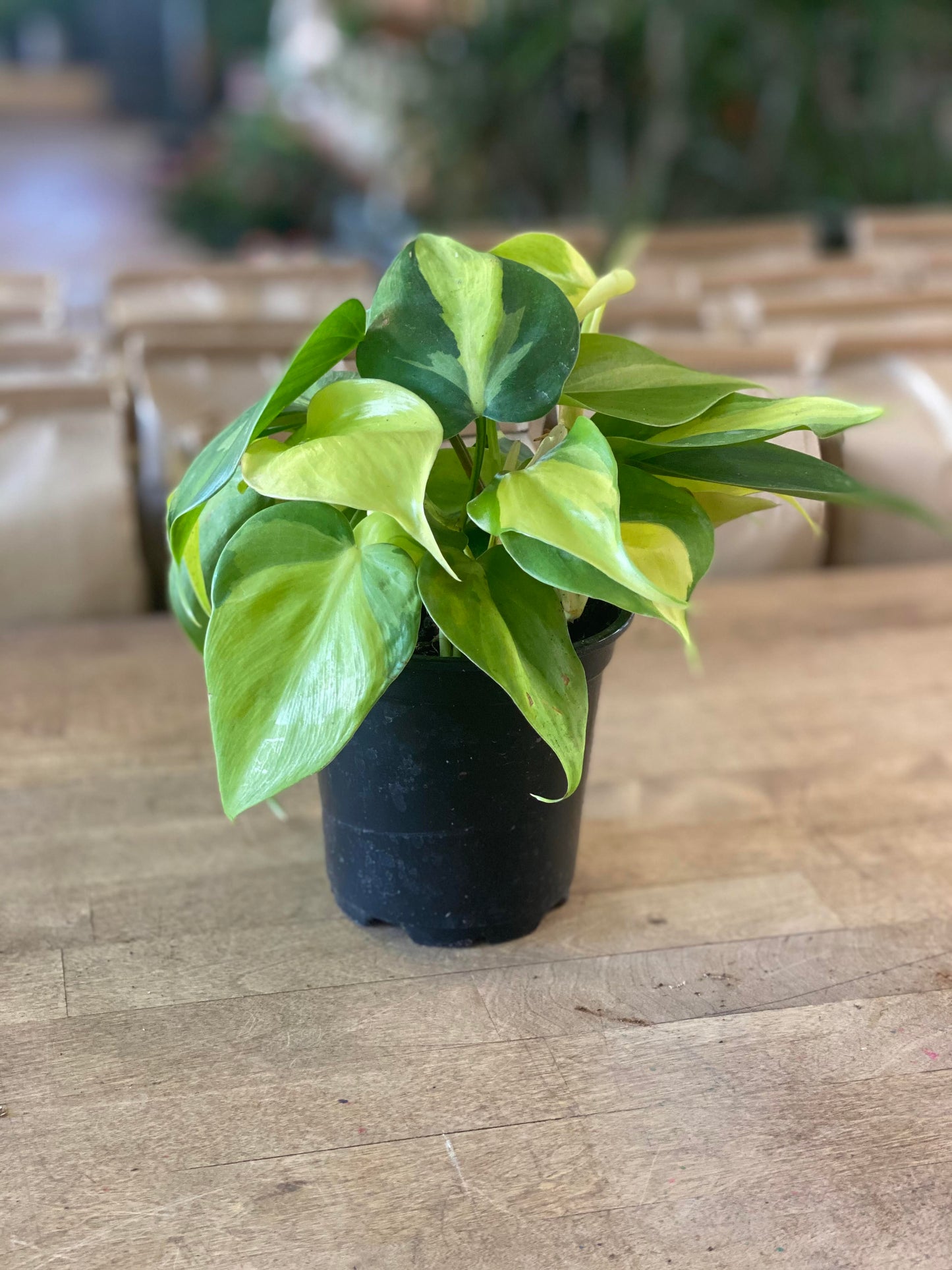 Philodendron-Brasil-4 inch