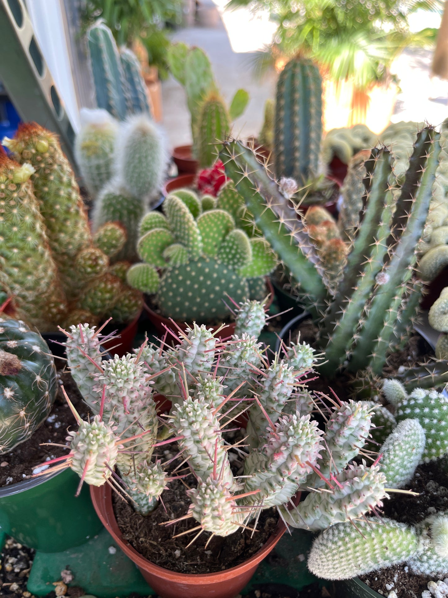 Cactus-Assorted-4 inch